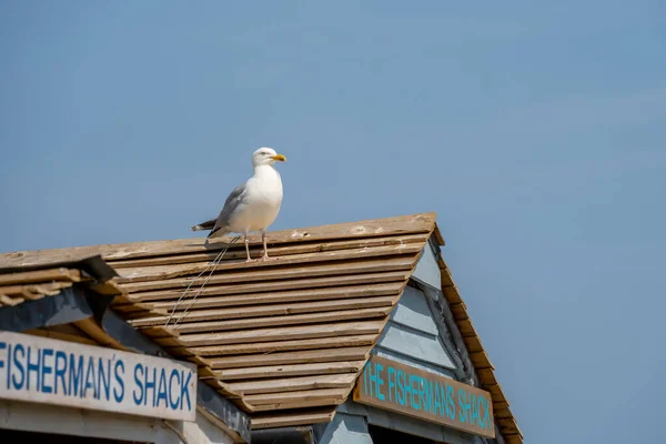 Whitby North Yorkshire July Seagull Replica Fishermans Hut Whitby North — Stock Photo, Image
