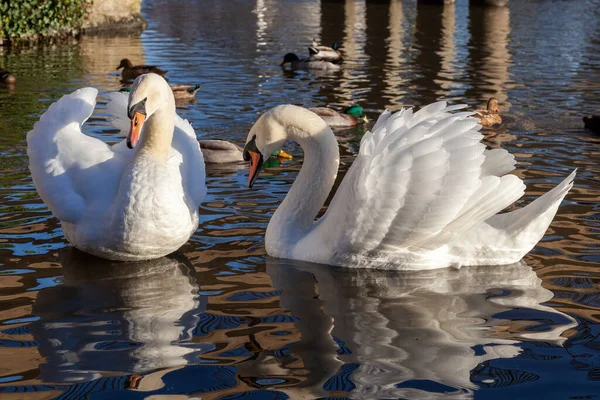 Mute Swans River Great Ouse — Stock Photo, Image