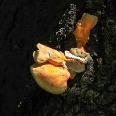 sunlit Shelf fungus, also called bracket fungus, basidiomycete,  growing on a tree
