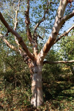 Sunlit Chinese Red Barked Birch, Betula albo-sinensis tree