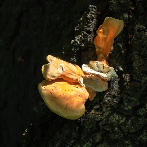 Sunlit Shelf Fungus Also Called Bracket Fungus Basidiomycete Growing Tree — Zdjęcie stockowe