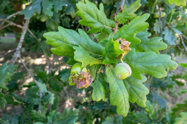 Knopper Gall Wasp Damage Acorns English Oak Tree — Foto Stock
