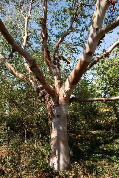 Sunlit Chinese Red Barked Birch Betula Albo Sinensis Tree — Fotografia de Stock