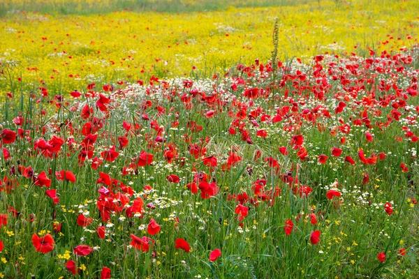 Campo Flores Primavera Castiglione Del Lago — Foto de Stock