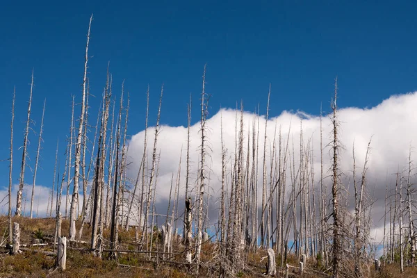Burnt Lodge Pole Pine Trees Glacier National Park Royaltyfria Stockfoton
