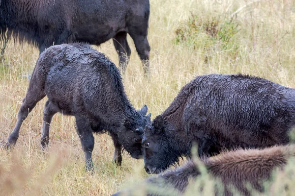 Young American Bison Bison Bison Play Fighting Yelowstone National Park — Stock Photo, Image