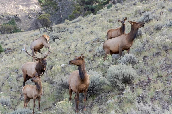 Family Elk Wapiti Cervus Canadensis Walking Scrubland Yellowstone — Zdjęcie stockowe