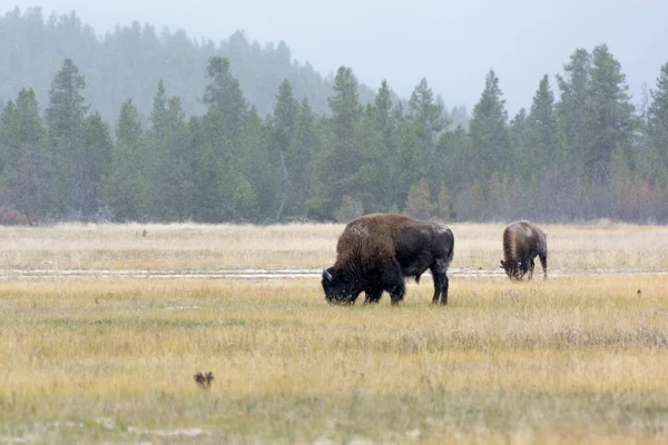 American Bison Parku Narodowym Yellowstone — Zdjęcie stockowe