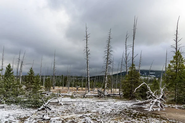 イエローストーン国立公園に枯れ木 — ストック写真
