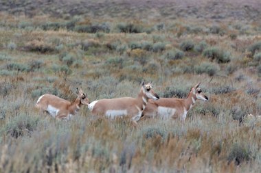 Pronghorn, Antilocapra americana, in Yellowstone National Park