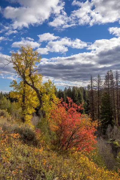 Herbstliche Farben Wyoming — Stockfoto