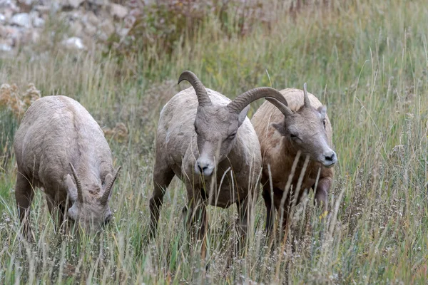 Bighorn Sheep Ovis Canadensis Hillside Wyoming — Zdjęcie stockowe