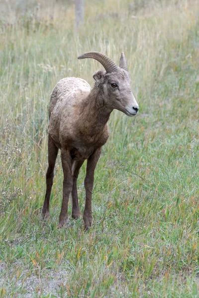 Young Bighorn Sheep Ovis Canadensis Hillside Wyoming — Zdjęcie stockowe