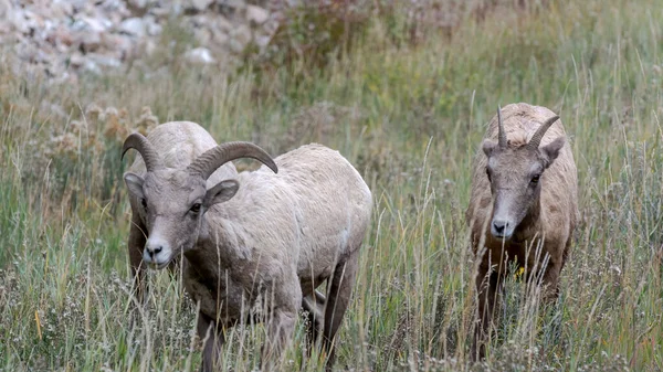 Bighorn Sheep Ovis Canadensis Hillside Wyoming — Stok fotoğraf