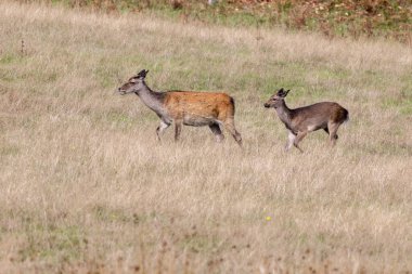 Vahşi Japon Sika Geyik Hind, Cervus nippon ve Dorset 'te gezinen bebek