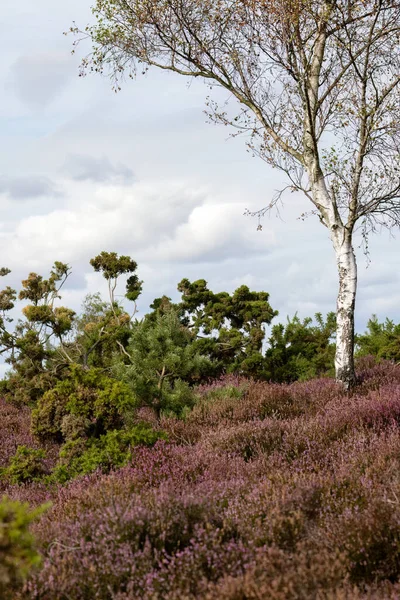 Silberbirke Wächst Heide Bei Arne Dorset — Stockfoto