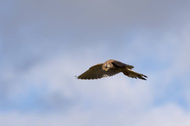 Kestrel, Doğu Grinstead yakınlarındaki bir tarlada avını arıyor.