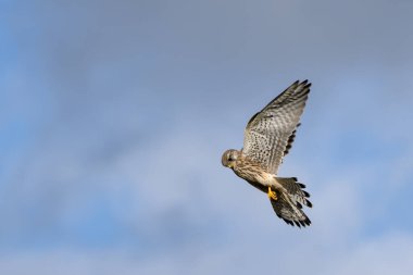 Kestrel, Doğu Grinstead yakınlarındaki bir tarlada avını arıyor.