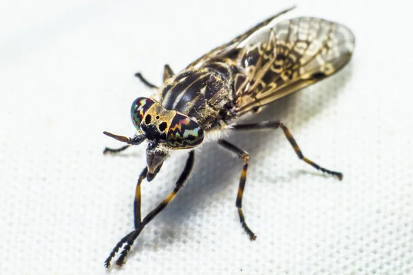 Portrait of a Horse-fly — Stock Photo, Image