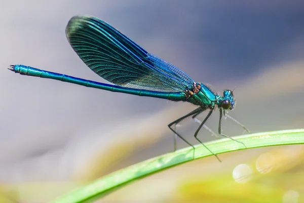 şeritli telli (calopteryx çiçeği)