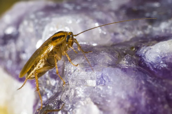 Alman Hamam böceği (blattella germanica)