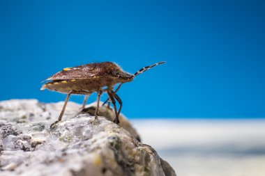 dock böcek (coreus marginatus)