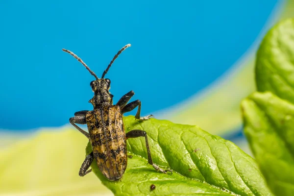 Blackspotted pense böcek (rhagium mordax destek) — Stok fotoğraf