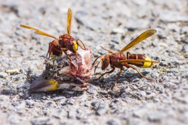 oryantal hornet vespa orientalis