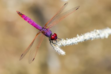 Menekşe dropwing (trithemis annulata)