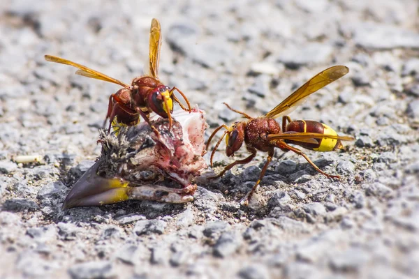 Oryantal hornet vespa orientalis — Stok fotoğraf