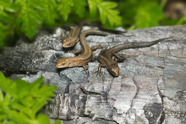 La famille Lizard — Photo