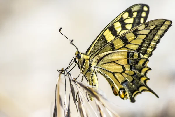 Batı kaplan swallowtail (papilio rutulus) — Stok fotoğraf