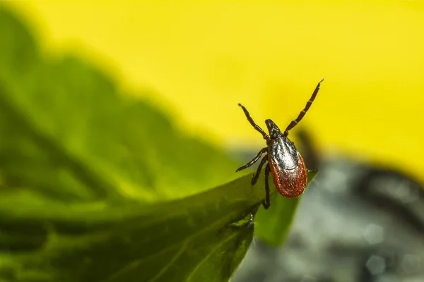 피 마자 콩 진드기 (ixodes ricinus) — 스톡 사진