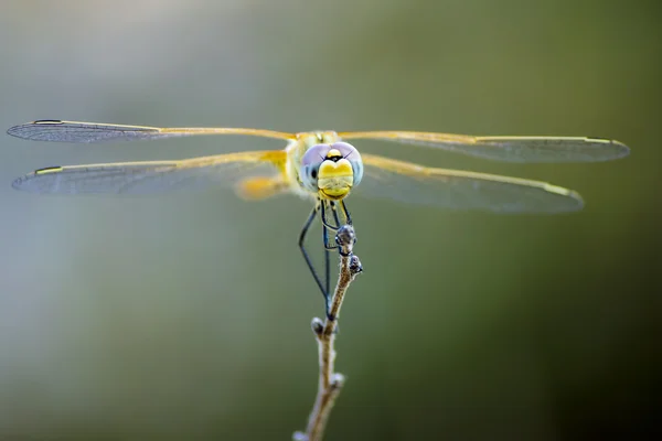 scarlet Pasifik'ten oğlan (crocothemis erythraea portresi)