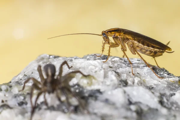 Alman Hamam böceği ve zemin kurt-örümcek — Stok fotoğraf