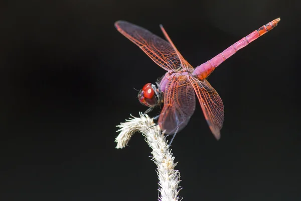 Menekşe dropwing (trithemis annulata)