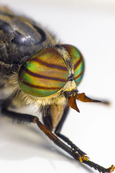 Porträtt av en häst-fly — Stockfoto