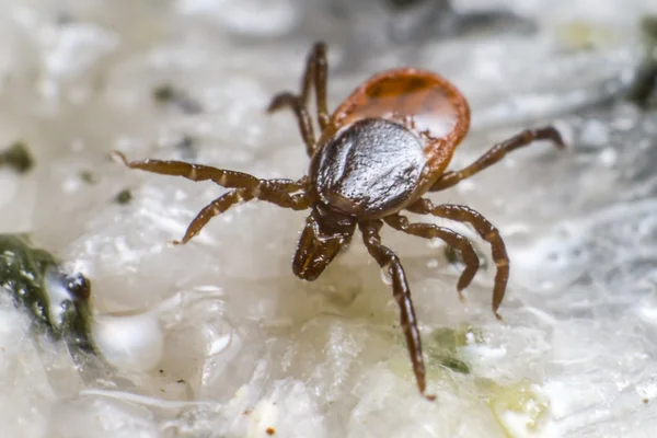 Το τσιμπούρι φασολιών καστόρων (ixodes ricinus) — Φωτογραφία Αρχείου