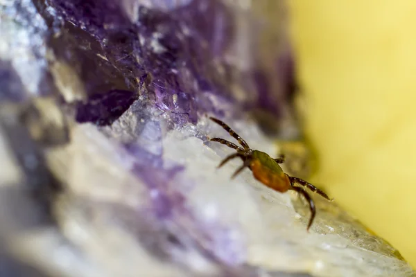 La garrapata del castor (Ixodes ricinus ) — Foto de Stock