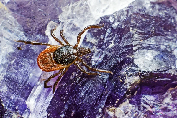 A carraça de mamona (Ixodes ricinus ) — Fotografia de Stock