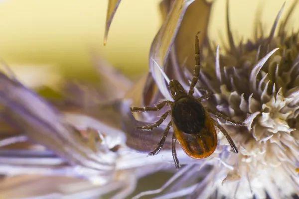 A carraça de mamona (Ixodes ricinus ) — Fotografia de Stock