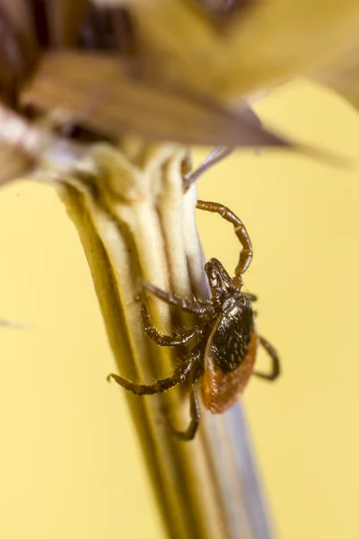 A carraça de mamona (Ixodes ricinus ) — Fotografia de Stock