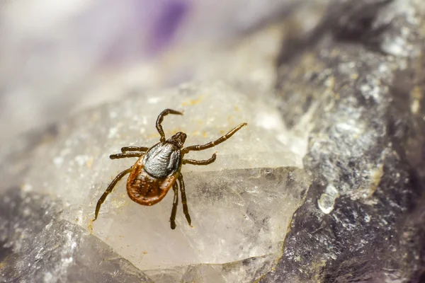 castor bean kene (Ixodes ricinus)