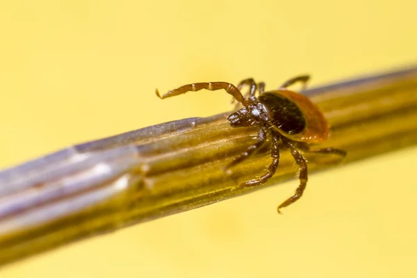 castor bean kene (Ixodes ricinus)