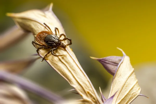castor bean kene (Ixodes ricinus)