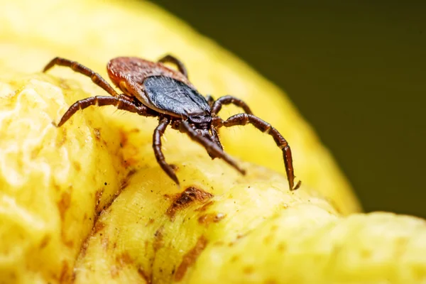 피 마자 콩 진드기 (ixodes ricinus) — 스톡 사진