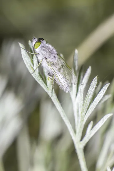 Portrait of a grey fly — Stock Photo, Image