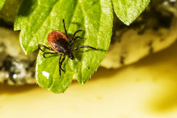 Ricin fästingen (ixodes ricinus) Stockfoto