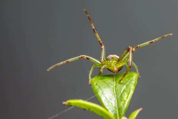 Zelené kraby pavouk (diaea dorsata) — Stock fotografie