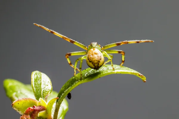 La araña cangrejo verde (Diaea Dorsata ) — Foto de Stock